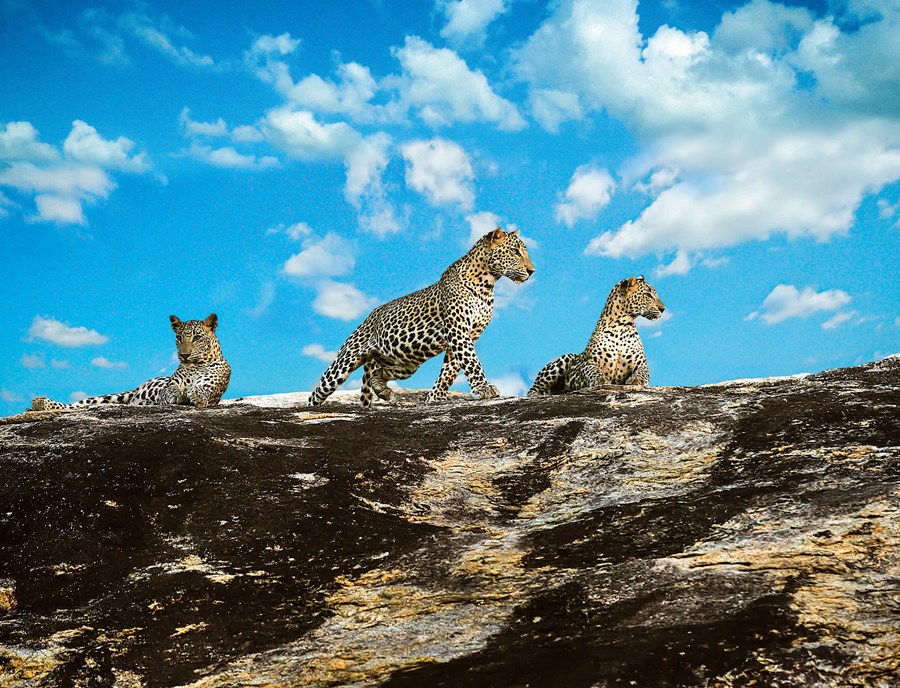 Encounter Incredible Wildlife In Yala National Park