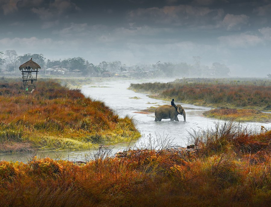 Chitwan National Park Brings Wildlife Encounters To Life.