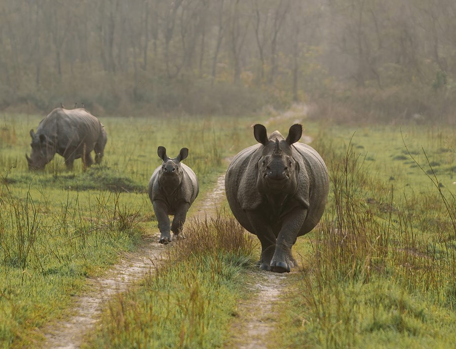 One Horned Rhinoceros Thrives In Chitwan National Park