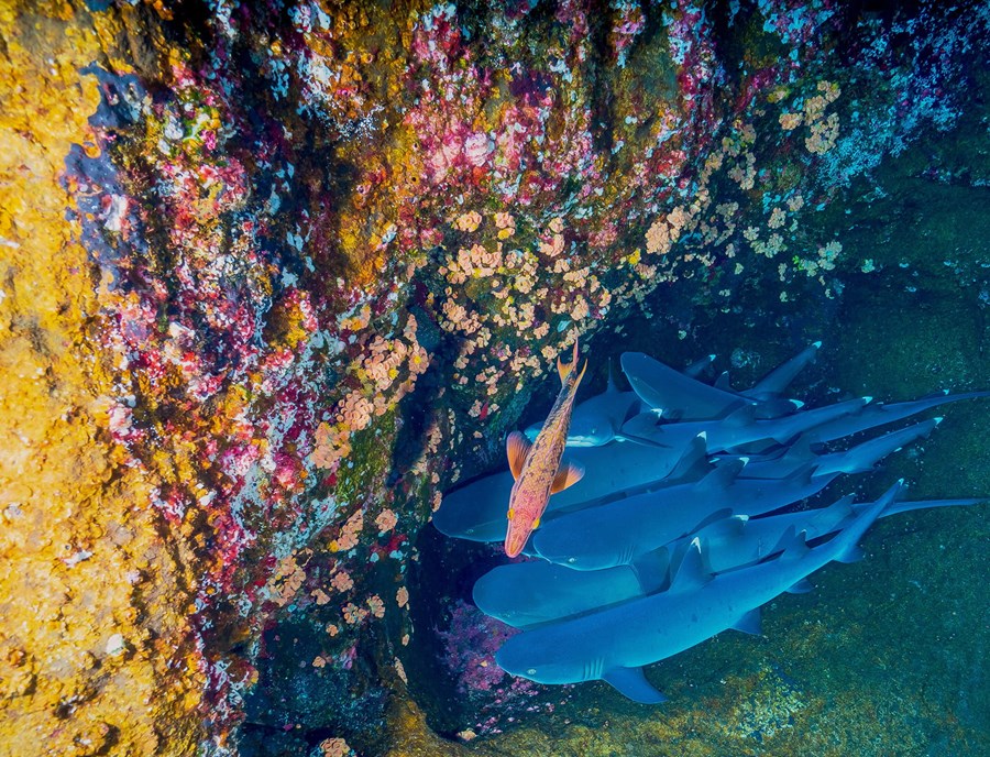 Shark Island Offers Thrilling Reef Snorkelling Adventures