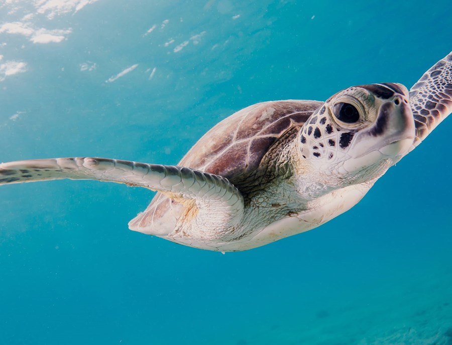 German Channel Welcomes Unforgettable Marine Encounters
