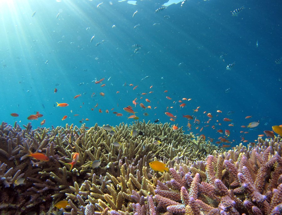 Discover Colourful Coral Gardens Beneath Palau S Crystal Clear Waters