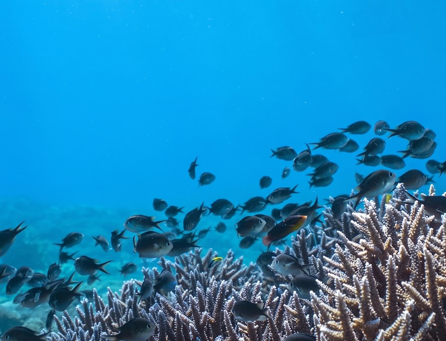 Atauro Island Invites You Into Crystal Clear Tropical Waters