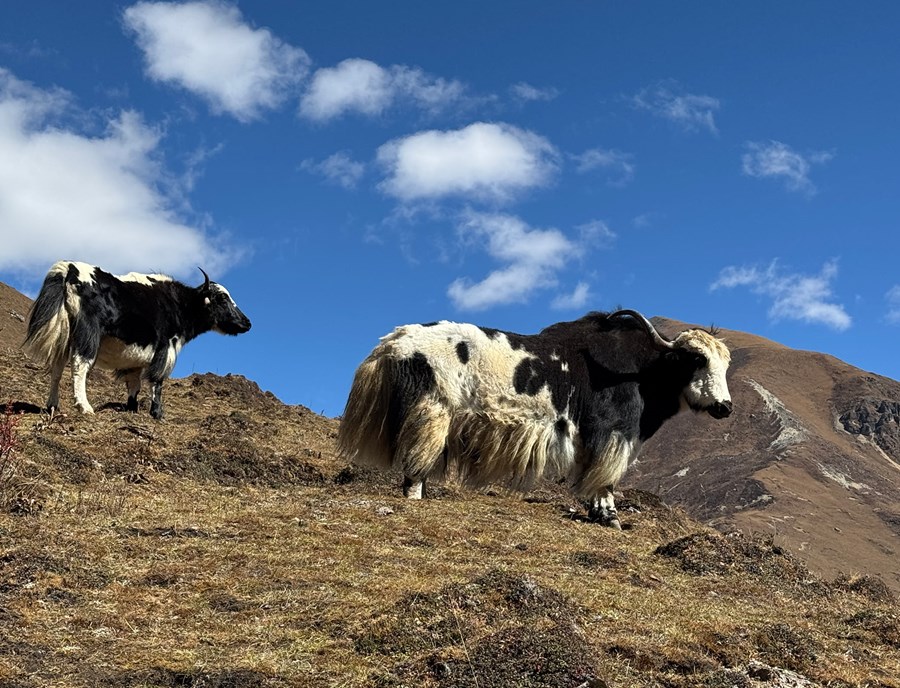 Soi Yaksa Yaks Roam Bhutan S High Mountain Pastures