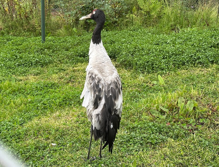 Witness Black Necked Cranes In Peaceful Phobjikha Valley