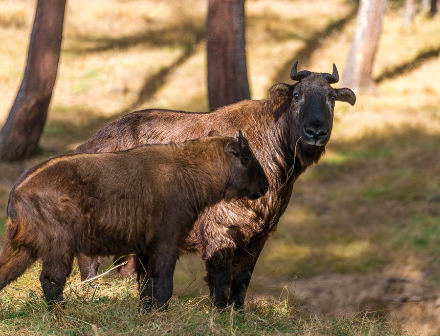 Meet Bhutan S National Animal At Motithang Takin Preserve