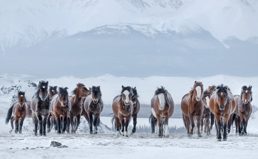 8 Days 7 Nights Winter Wonderland Mongolia Tour
