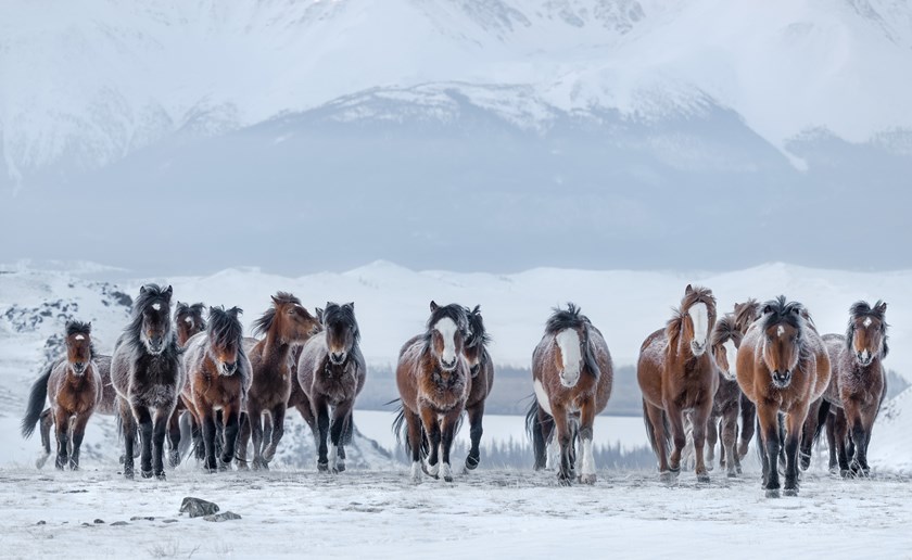 Visit a nomadic family and enjoy horseback riding through the snowy steppe