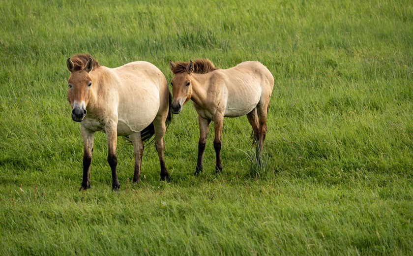 8 Days 7 Nights Winter Wonderland Mongolia Tour
