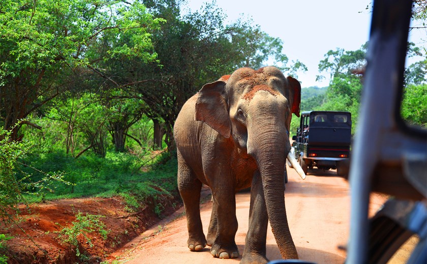 3 Days 2 Nights Sri Lanka Whale watching & Yala Tour