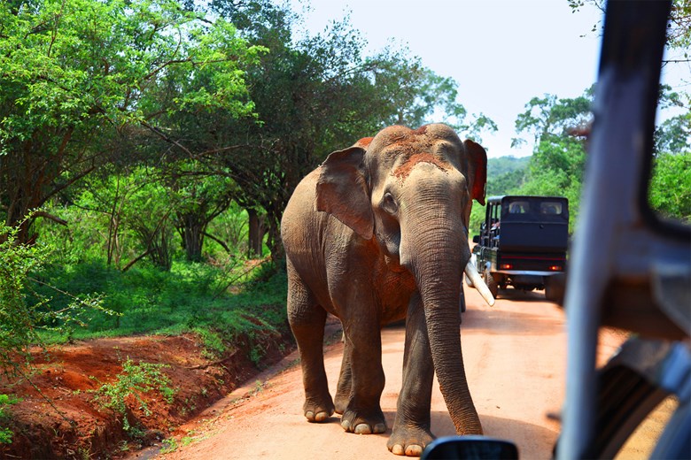 Enjoy an exhilarating safari at Yala National Park