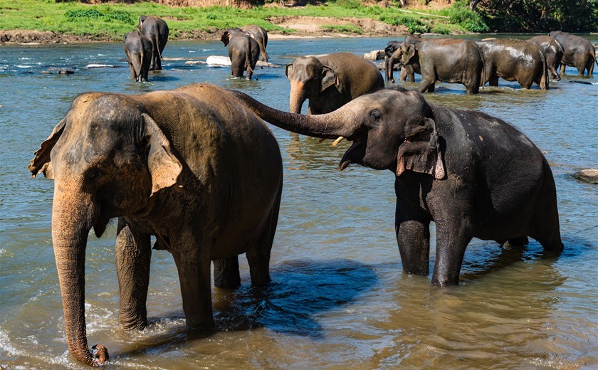Witness the majestic elephants at Pinnawala Elephant Orphanage