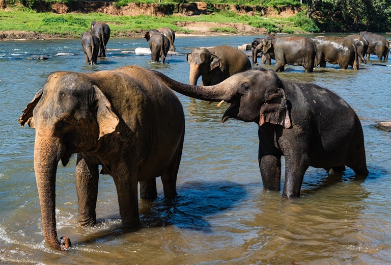 Witness the majestic elephants at Pinnawala Elephant Orphanage
