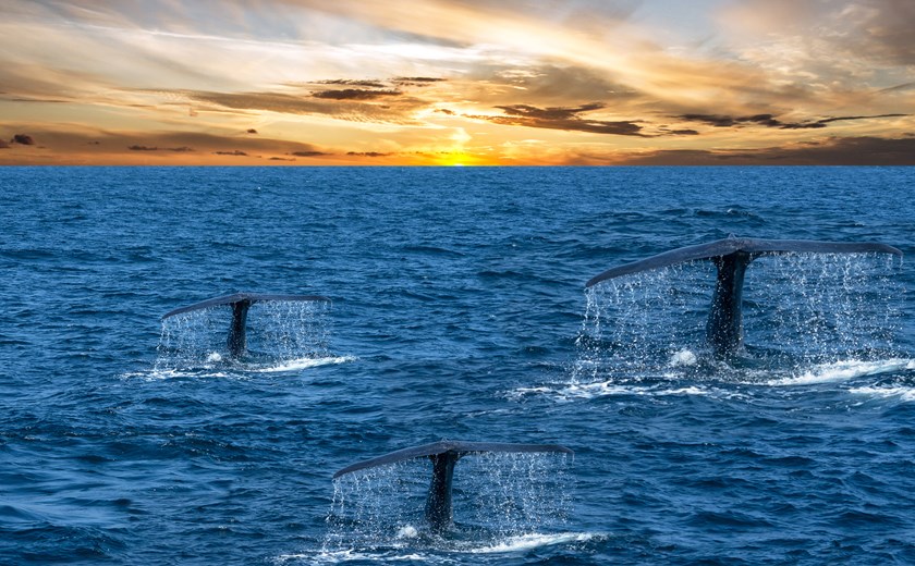 3 Days 2 Nights Sri Lanka Whale watching & Yala Tour