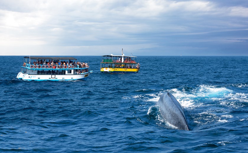 3 Days 2 Nights Sri Lanka Whale watching & Yala Tour