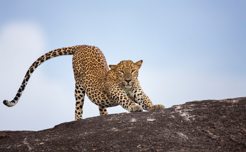 3 Days 2 Nights Sri Lanka Whale watching & Yala Tour