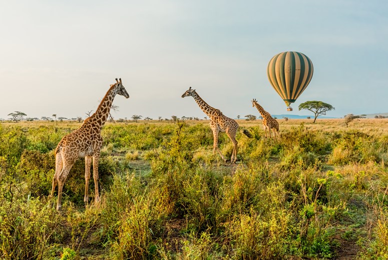 Multiple Giraffes stand infront of a passing by Hot Air Balloon in Serengeti National Park, Tanzania