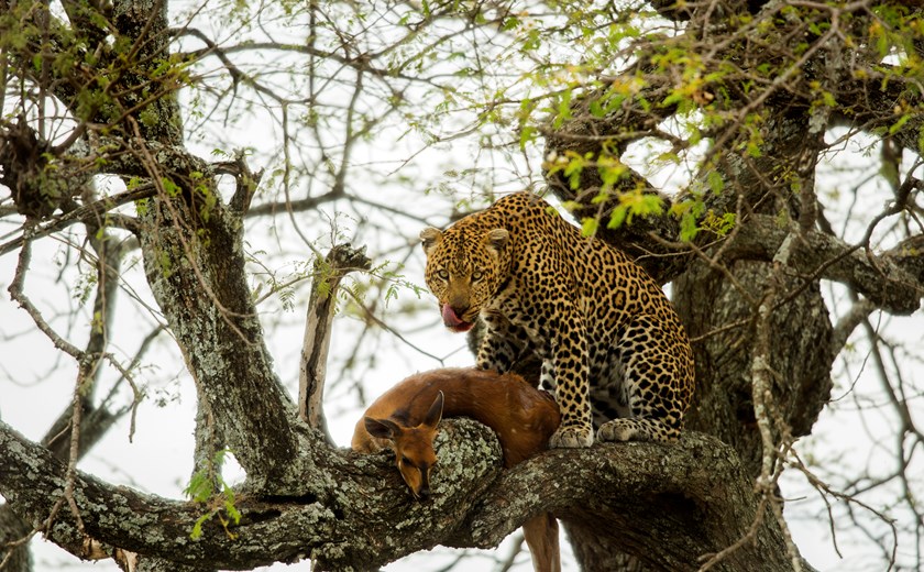 Leopard in a tree with its prey, Serengeti, Tanzania