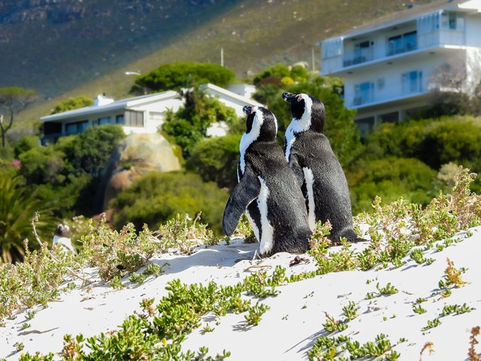 African Penguin (Spheniscus demersus) at Boulders Beach on the Cape Peninsula, South Africa
