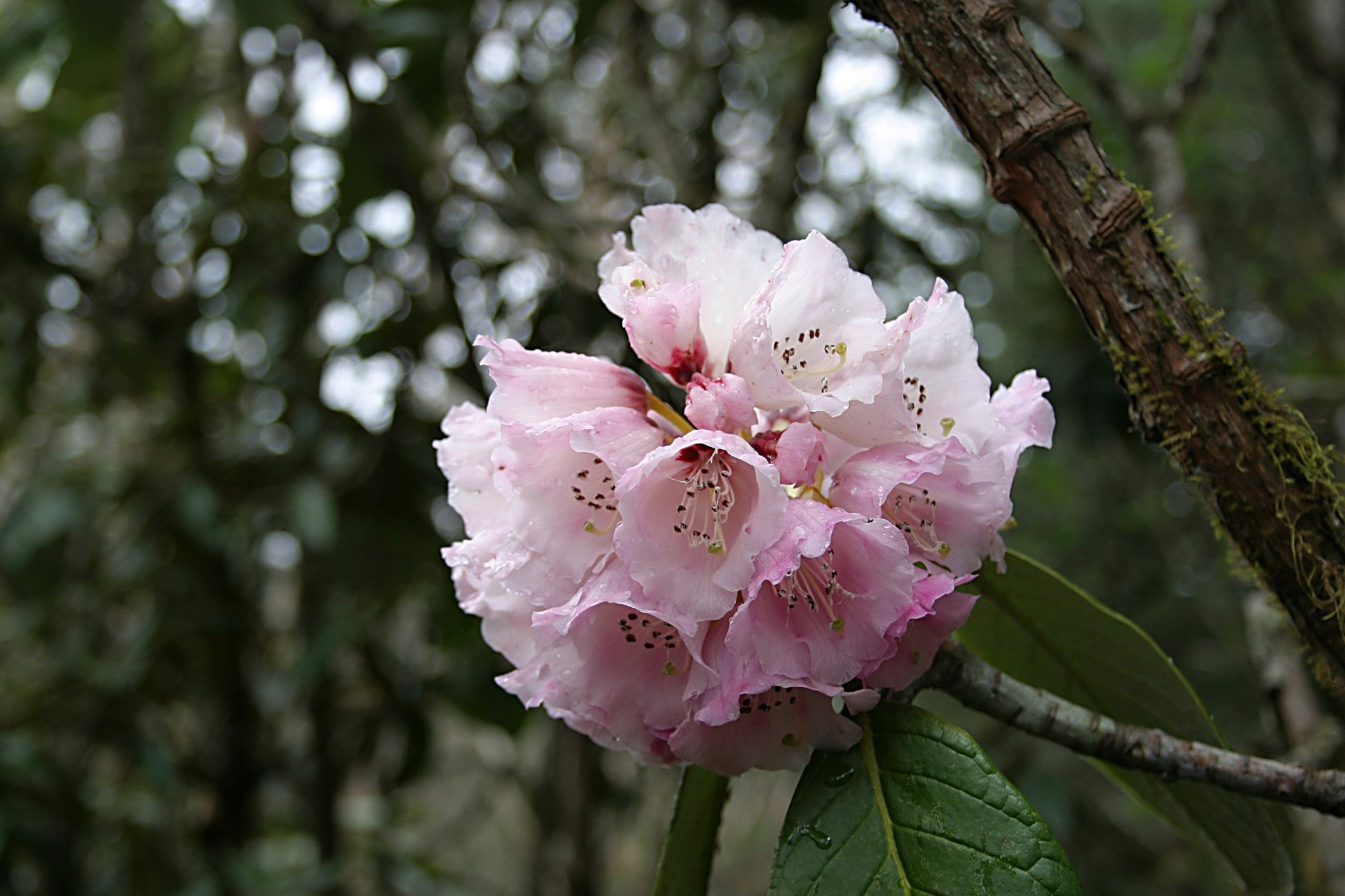 Rhododendrons bring vibrant colour to Bhutan during the spring season