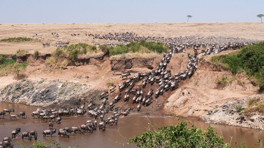 Ultra wide angle shot of wildebeest herd crossing the mara river at masai mara national reserve in kenya