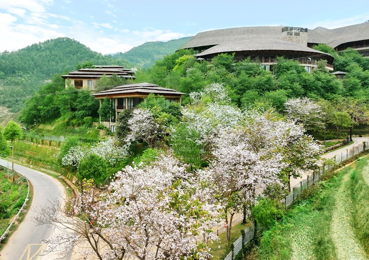 Garrya Mu Cang Chai during Bauhinia Flower Season showcasing colorful blossoms across Mu Cang Chai hills