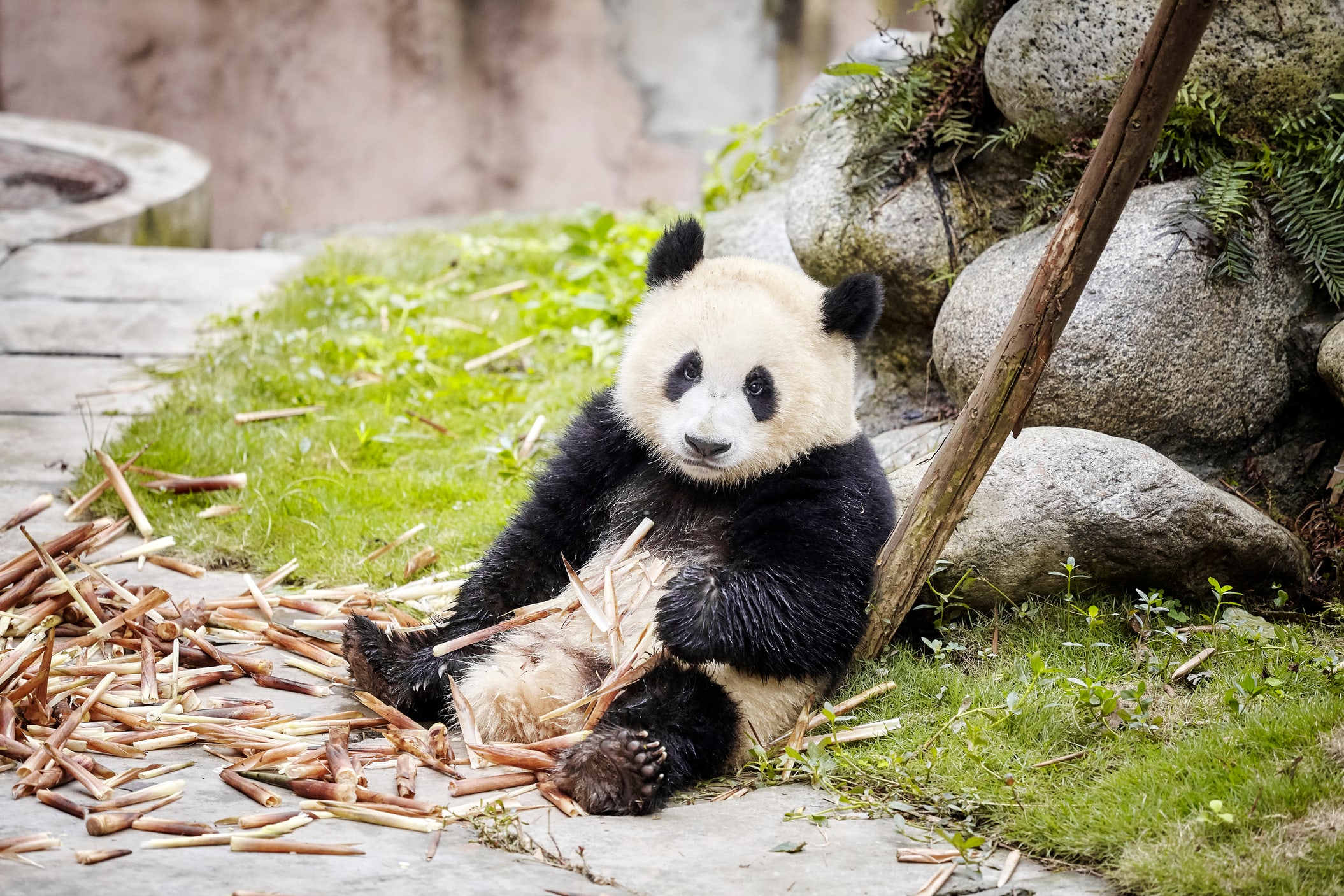 Meet adorable giant pandas at the Chengdu Research Base