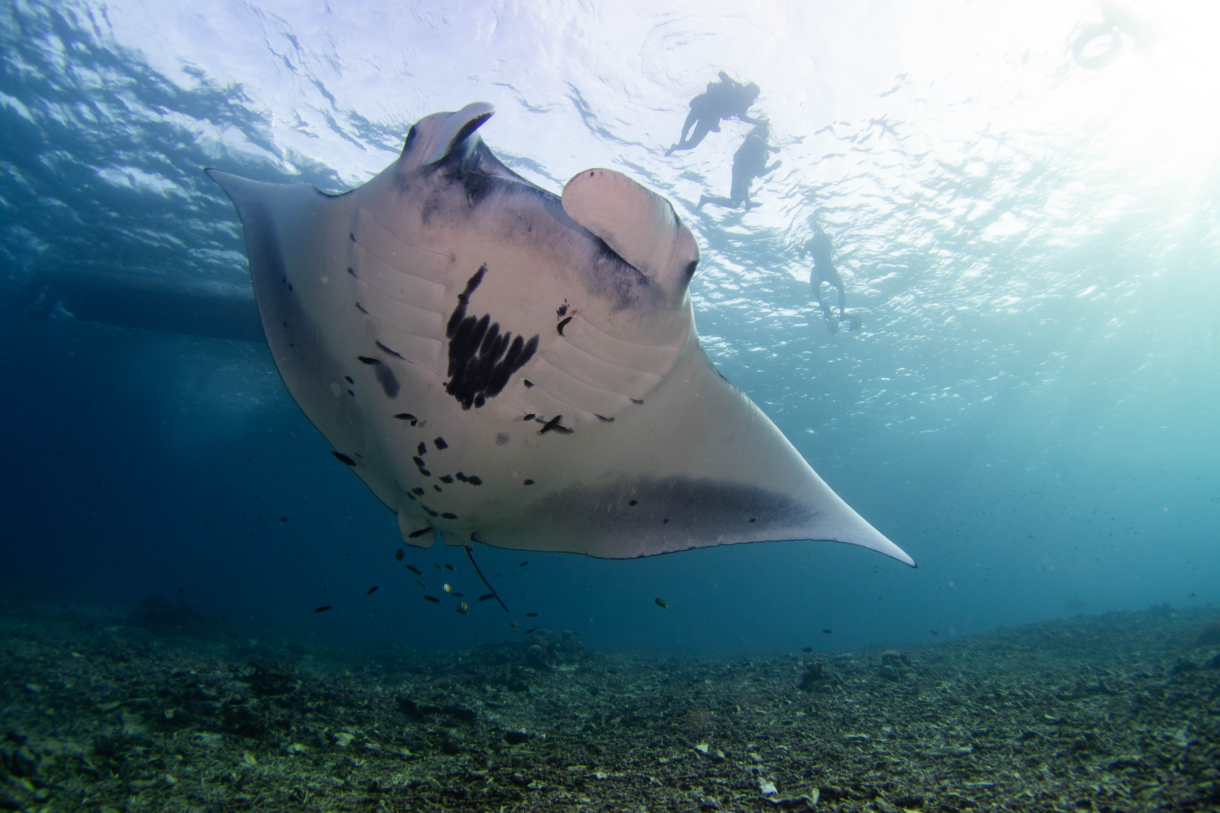 Diving with manta rays and vibrant corals around Fiabacet, Boo, and Yilliet islands.