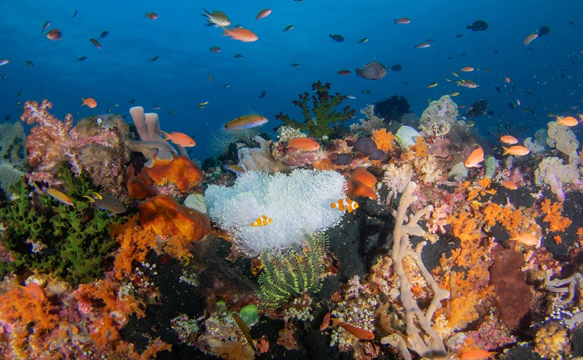 Scenic limestone karsts and crystal-clear waters near Koon Island in the Spice Islands.