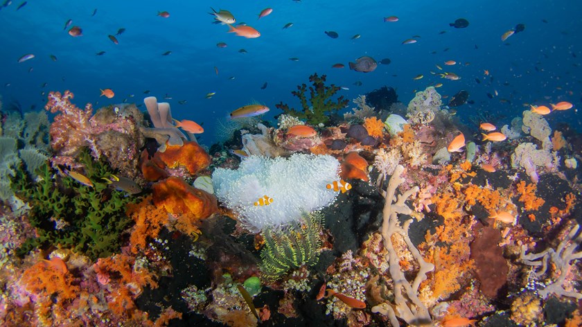 Scenic limestone karsts and crystal-clear waters near Koon Island in the Spice Islands.