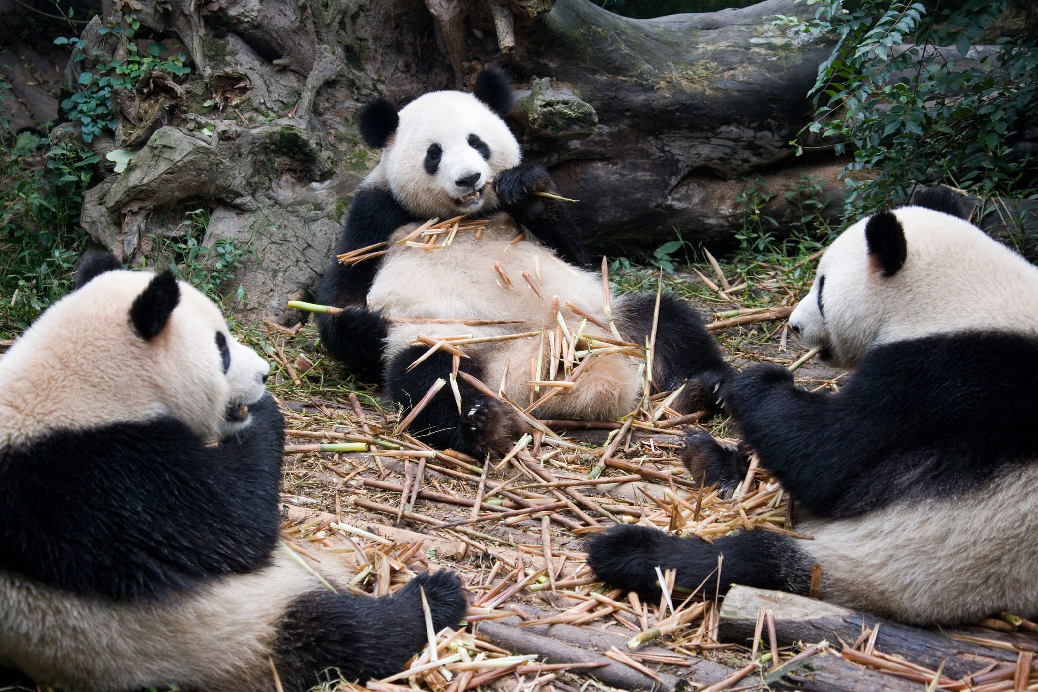 Meet giant pandas and experience the relaxed rhythm of Chengdu