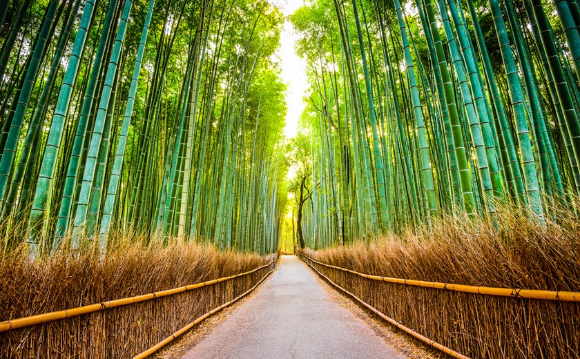 Arashiyama Bamboo Grove in Kyoto, Japan, with tall bamboo stalks and a walking path.