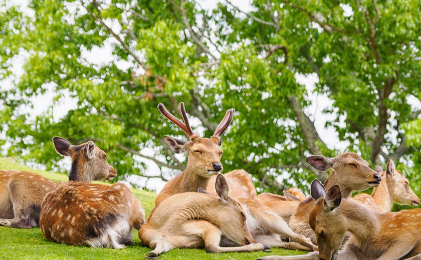 Group of deer at Nara Park resting under the trees