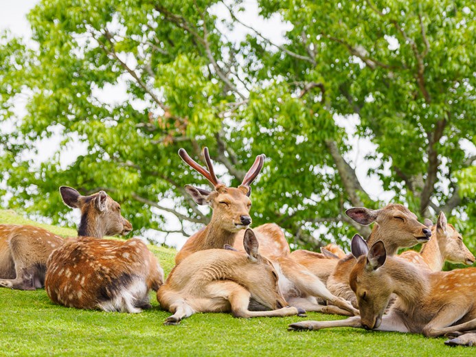 Group of deer at Nara Park resting under the trees