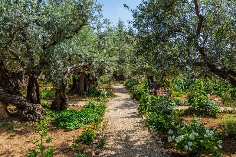 The ancient and well-kept Garden of Gethsemane in Jerusalem