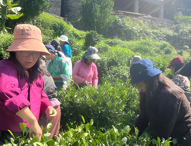 Women picking tea leaves at Bhutan’s Royal Heritage Museum.