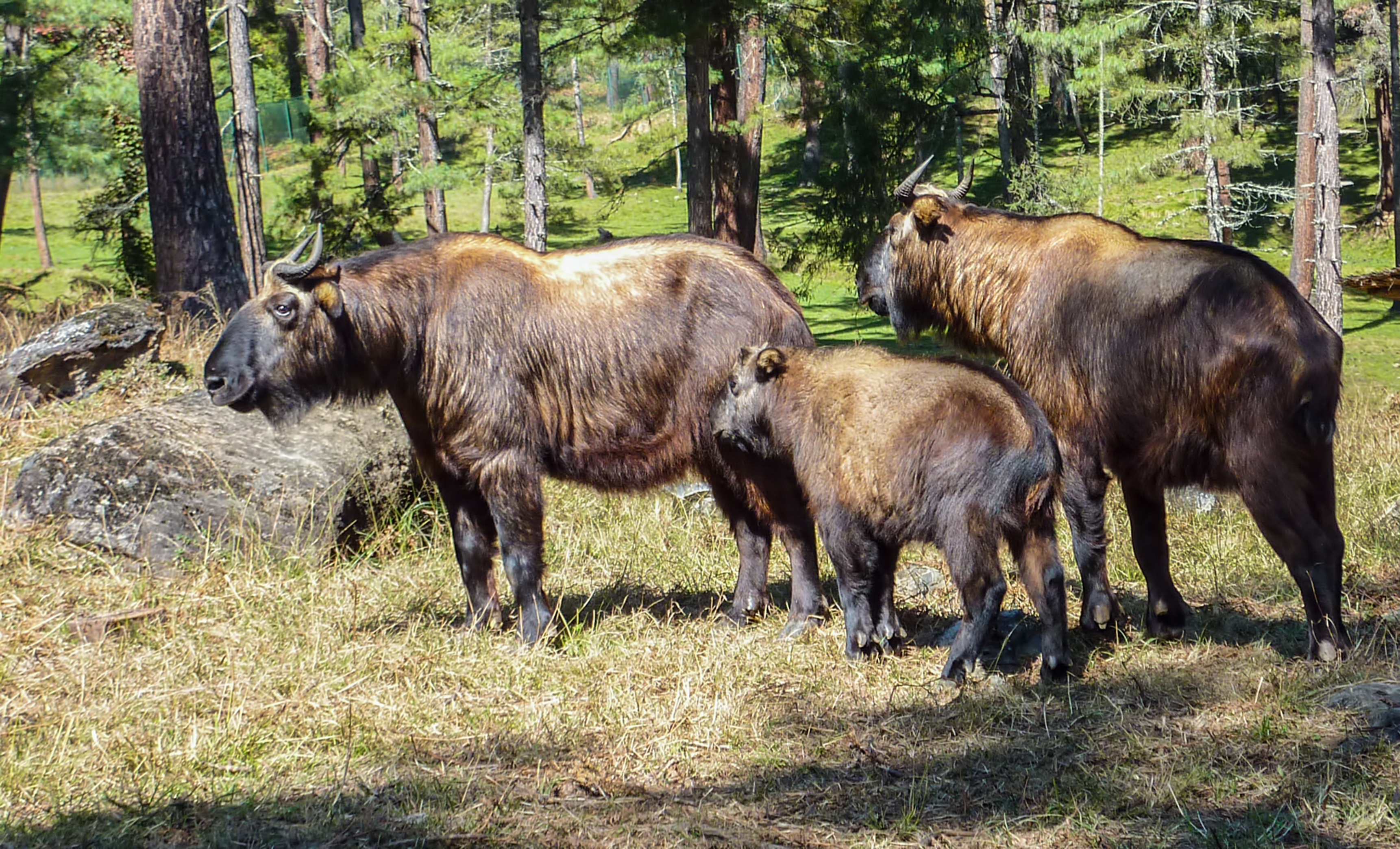 Three Takin, Bhutan’s national animal, grazing in Motithang Takin Preserve surrounded by pine forest