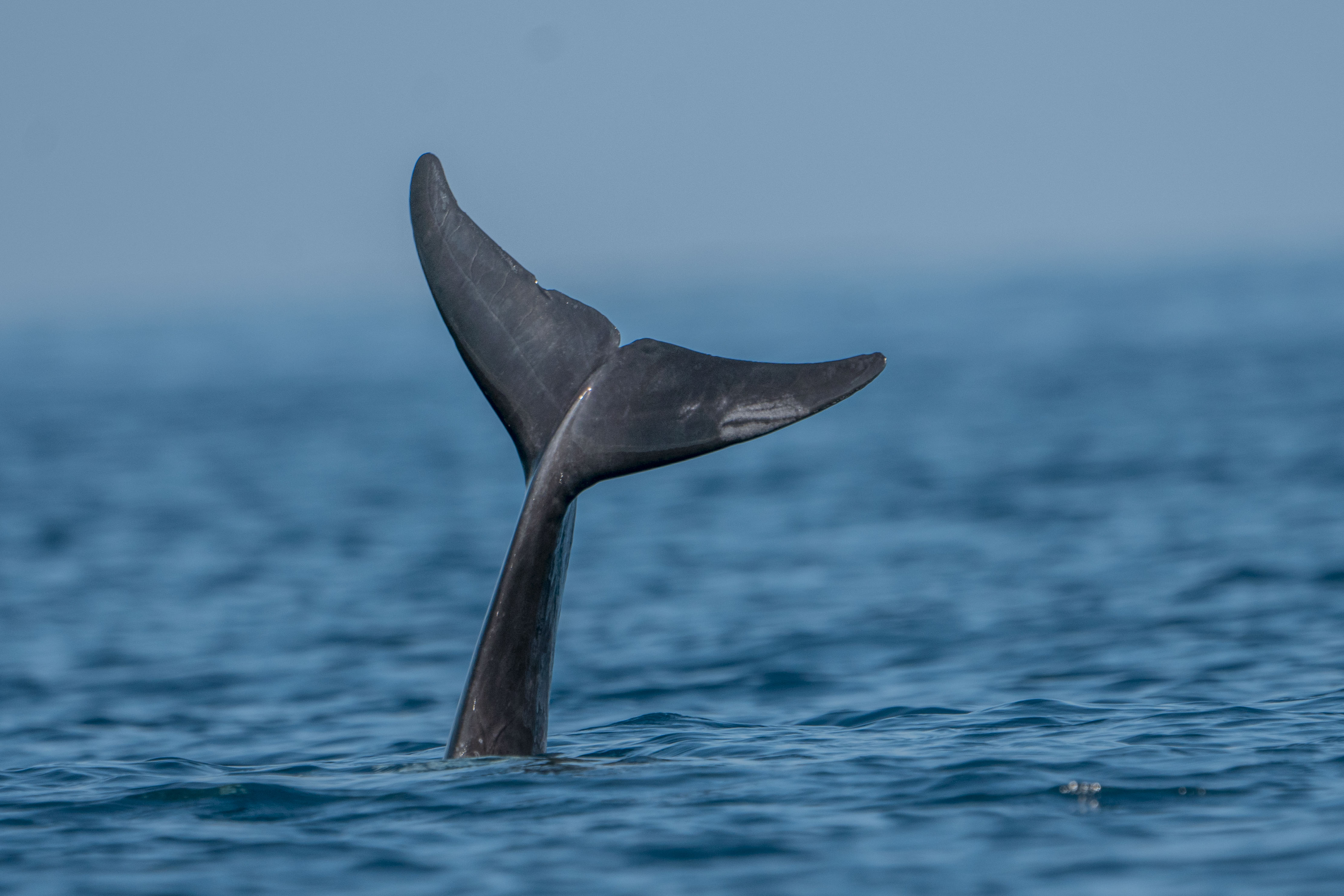 Timor Leste Whale Watching