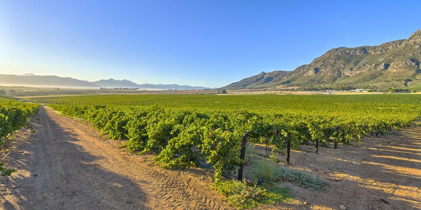 Vineyard in Cape Winelands, South Africa