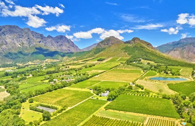 Bird’s-eye view of Cape Winelands vineyards, South Africa
