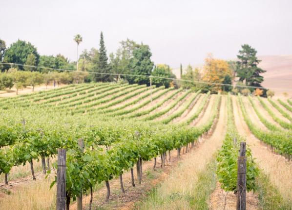 Mullineux & Leeu Family Wines, Cape Winelands, South Africa