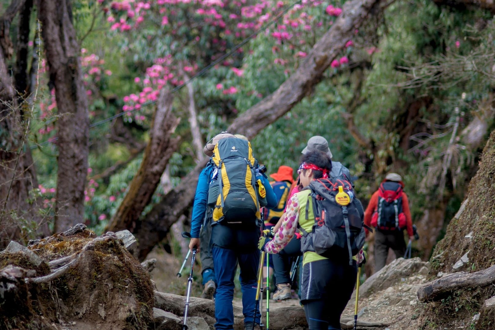 Rhododendron Trekking Nepal Spring