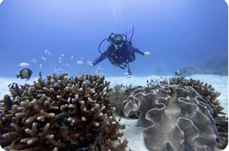 Coral reefs at Atauro Island