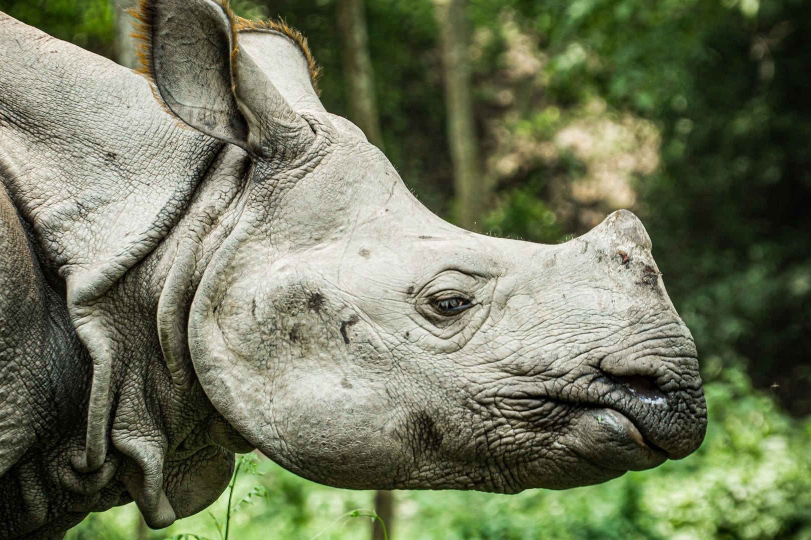 One Horned Rhinoceros Nepal Forest