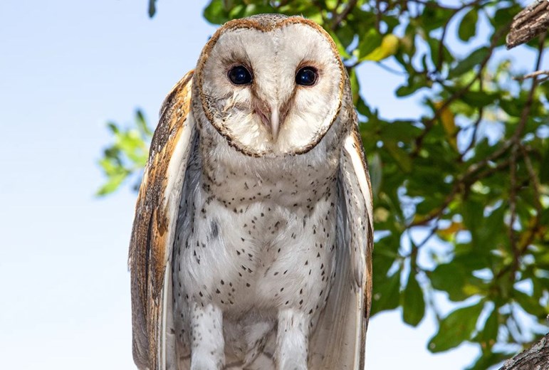 Bird watching at Timor Leste