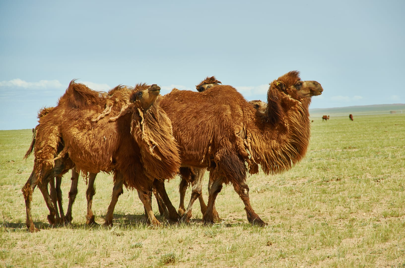 Bactrian Camels Crossing The Vast Wilderness Of The Gobi Desert