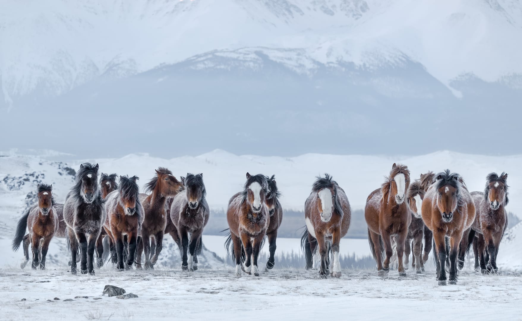 Mongolian Horses Enduring Deep Winter Across The Frozen Steppe
