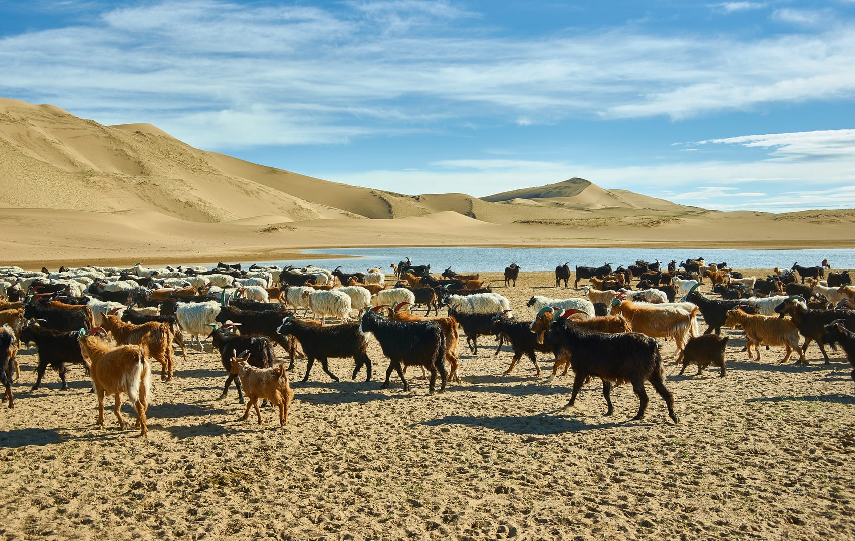 Gobi Desert Goats Roaming Landscapes Shaped By Mongolian Pastoral Traditions