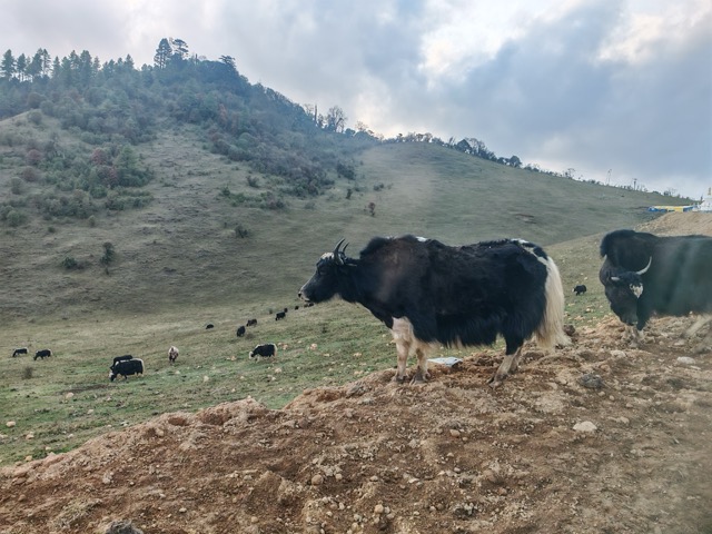 yak wildlife bhutan