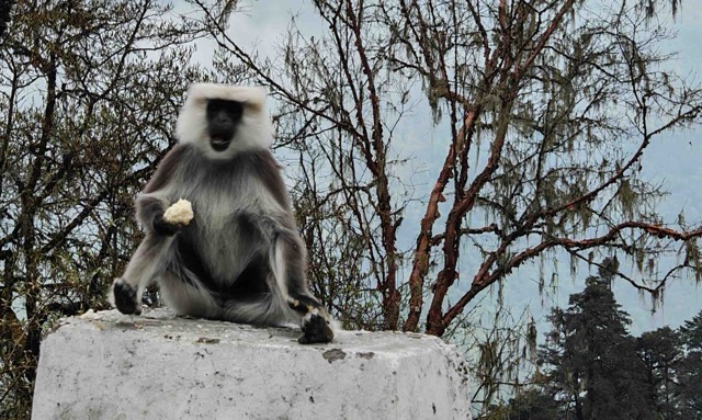 Himalayan Grey Langur